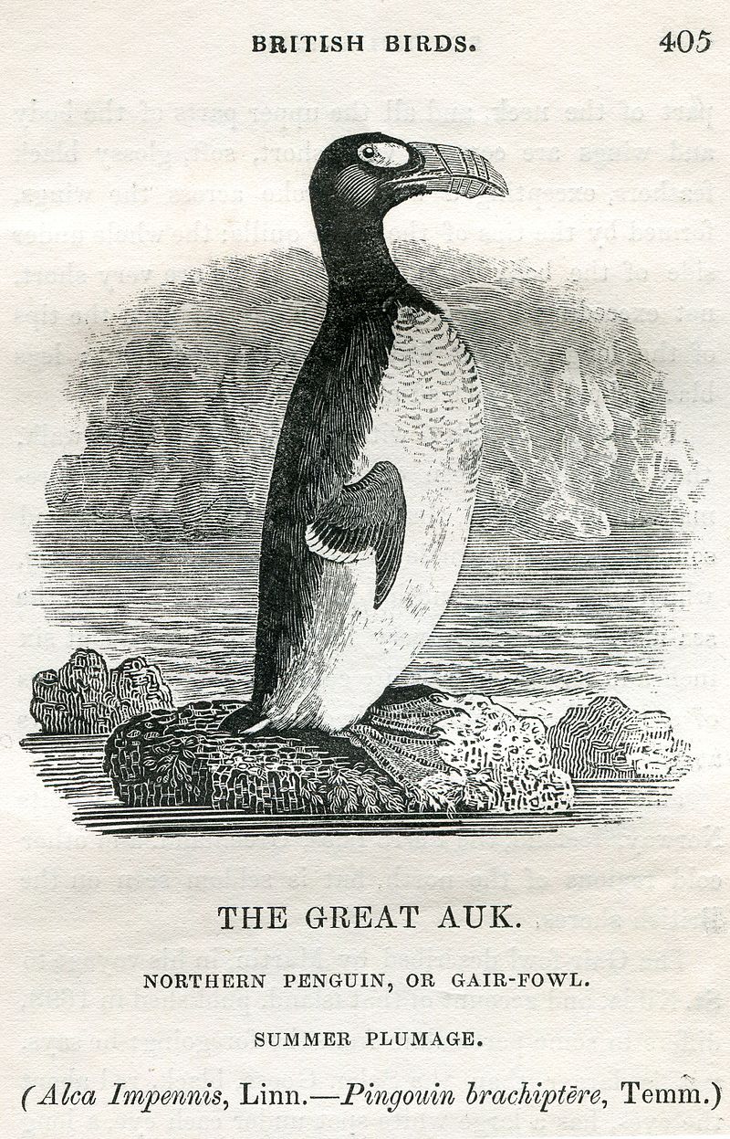 great_auk_thomas_bewick_1804.jpg